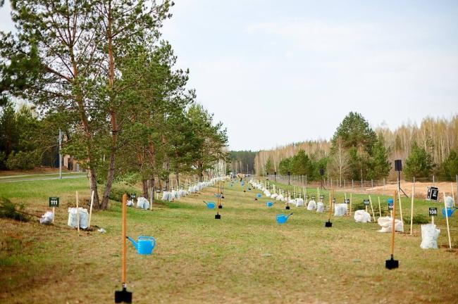 В Зеленой Гавани «посадили» 16 тонн кислорода!
